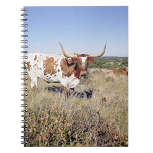 Carnet Race du Texas Longhorn (photo)