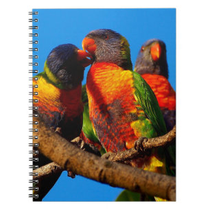 Carnet Rainbow Lorikeet