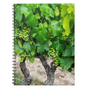 Carnet Raisin de cuve, France