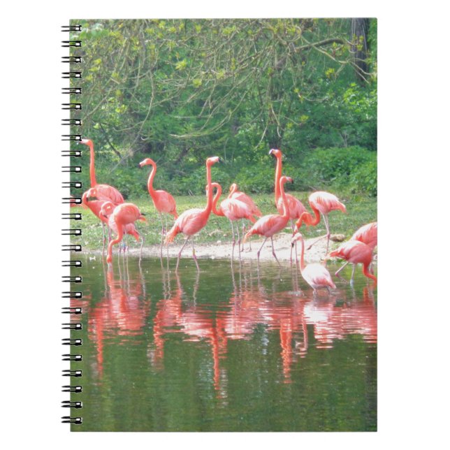 Carnet Rangée de Flamant rose au lac au printemps, Oiseau (Devant)