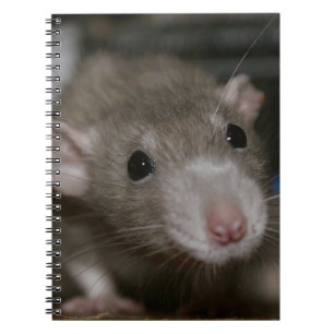 Carnet Rat curieux