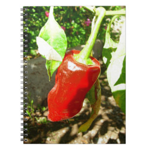 Carnet Red Capsicum
