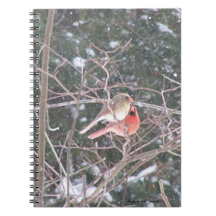 Carnet Red Cardinal Bird