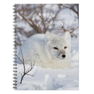Carnet Renard arctique en hiver