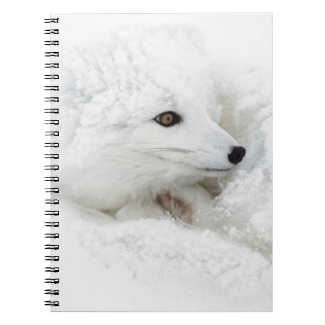 Carnet Renard arctique recouvert en hiver (Devant)