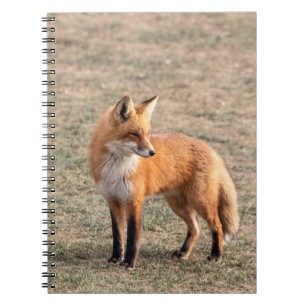 Carnet Renard rouge dans un champ