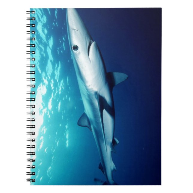 Carnet Requin Bleu (Devant)