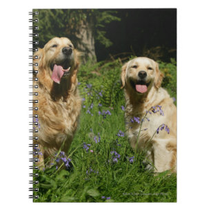 Carnet Retreivers d'or dans l'herbe