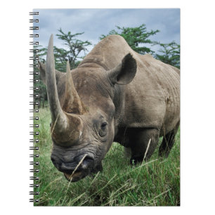 Carnet Rhinocéros noir   Kenya