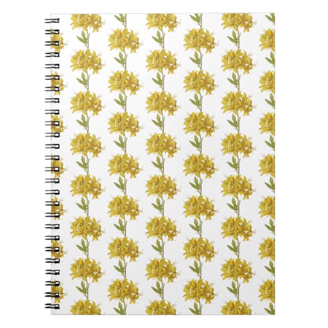 Carnet Rhododendron luteum (Azalée Pontique) (Devant)