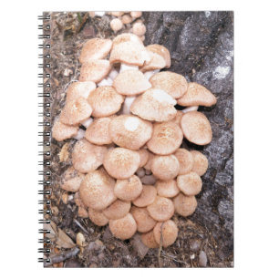 Carnet ringless honey mushrooms