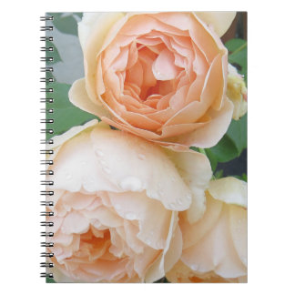 Carnet Rosa 'Jude the Obscure'