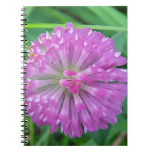 Carnet Rosa Kleeblüte