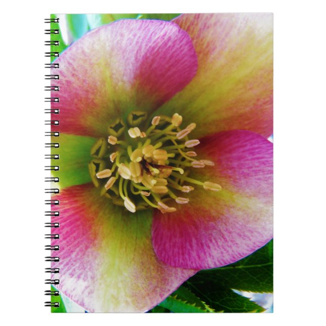 Carnet Rose de carême rose, (Devant)