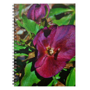 Carnet Rose de carême rose Bourgogne