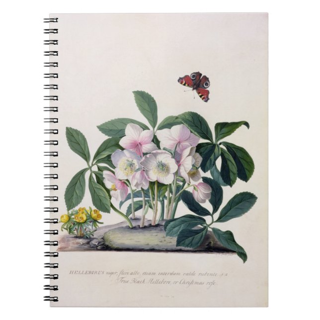 Carnet Rose de Noël (Helleborus Niger) et hiver Aconi (Devant)