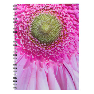 Carnet rose Gerbera Daisy