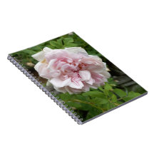 Carnet Rose rose antique