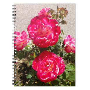 Carnet Roses du jardin rouge