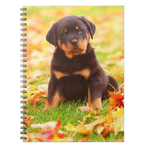 Carnet Rottweiler Chiot Assis Dans Les Feuilles D'Automne