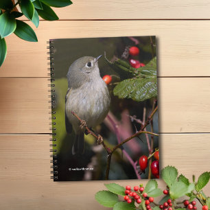 Carnet Rouby-couronné Kinglet Songbird sur Hawthorn Bush