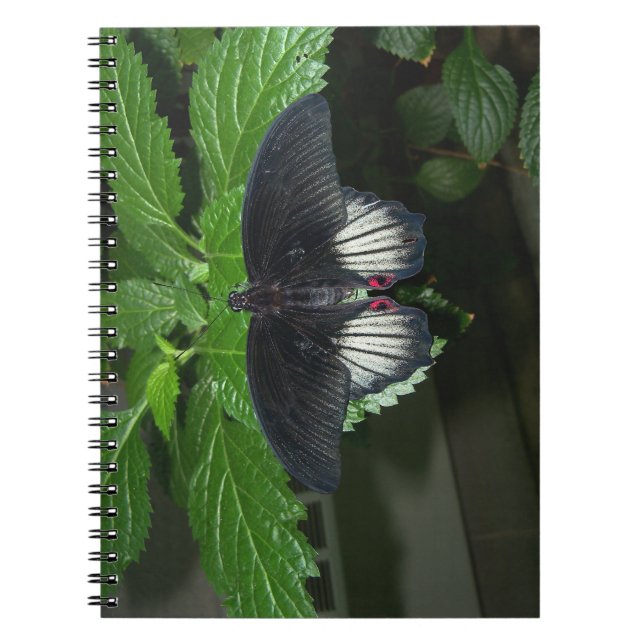 Carnet Rumanzovia Swallowtail - Homme (Devant)