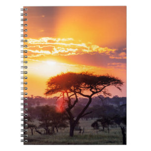 Carnet Safari dans le parc national du Serengeti
