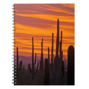 Carnet Saguaro, coucher de soleil, Parc national de Sagua