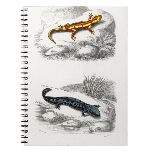 Carnet Salamandre de feu et salamandre de Hellbender (Devant)