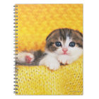 Scottish Fold ; est une race de chat avec un natur