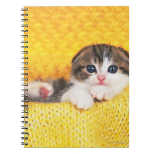 Carnet Scottish Fold ; est une race de chat avec un natur