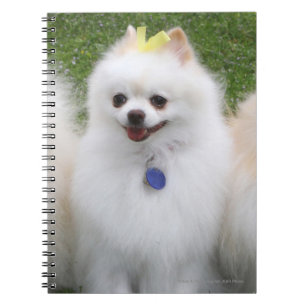 Carnet Séance de 3 Pomeranians