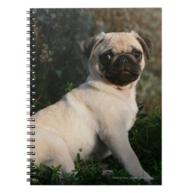 Carnet Séance de chiot de carlin de faon (Devant)