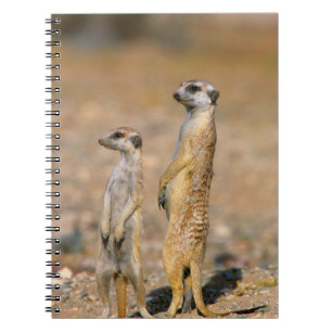 Carnet Sentinelles de suricates (Suricata Suricatta), Kar