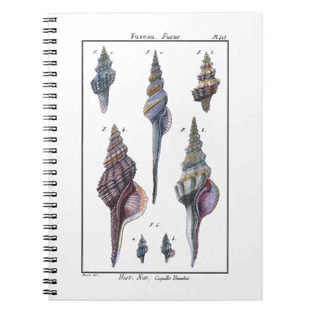 Carnet Sept Coquillages Colorés (Devant)