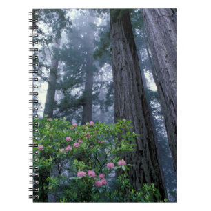 Carnet Séquoias côtiers et rhododendrons