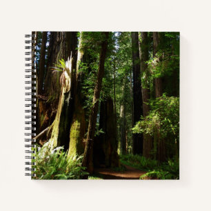 Carnet Séquoias et fougères au parc national de Redwood
