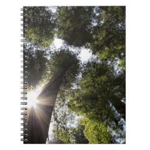 Carnet Séquoias géants, Parc d'État des Séquoias géants d