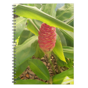 Carnet Shampooing Fleur de gingembre