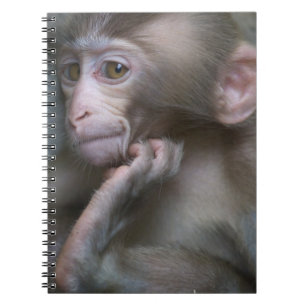 Carnet Singe de bébé