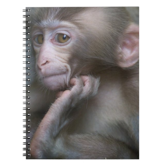 Carnet Singe de bébé (Devant)