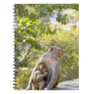 Carnet Singes de Macaque de rhésus de mère et de bébé sur