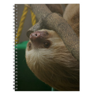 Carnet Sloth
