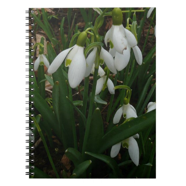 Carnet Snowdrops I (Devant)