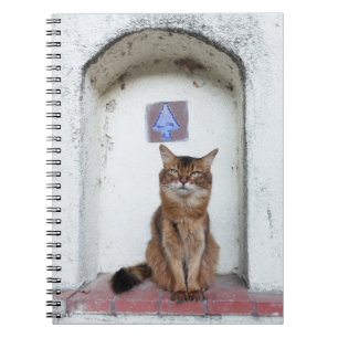 Carnet Somali Cat in Alcove Old World Scene