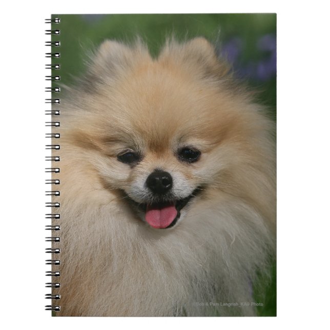 Carnet Sourire de Pomeranian (Devant)