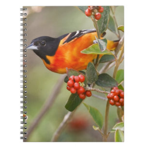 Carnet South Padre Island, Texas, États-Unis, Oriole de B