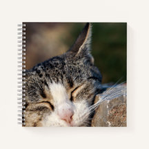 Carnet spiral de chats couchés