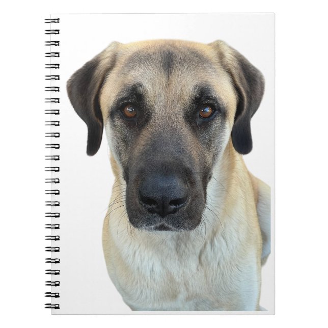 Carnet spiral de chien berger anatolien (Devant)