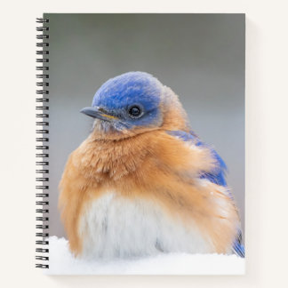 Carnet Spiral de l'Est Bluebird Bird Office